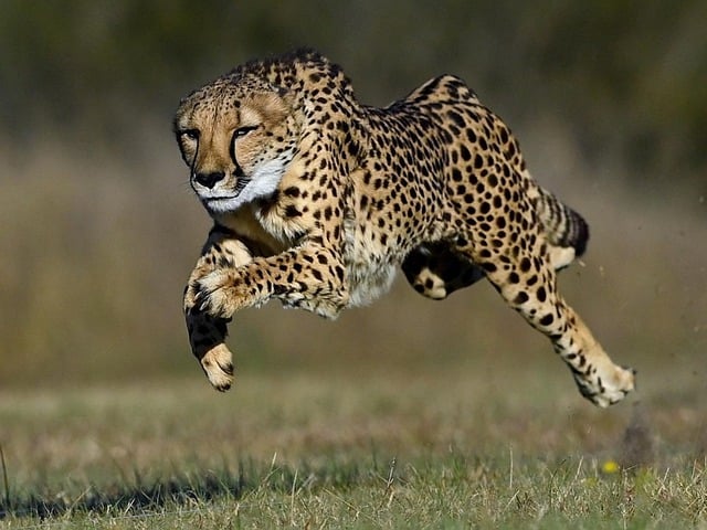 The Mannanur Leopard