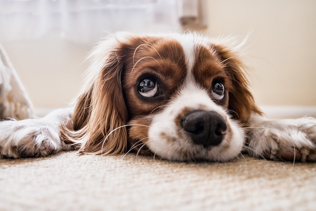 The Dog's Loyalty