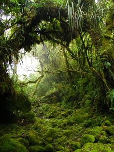 A Night in the Jungle